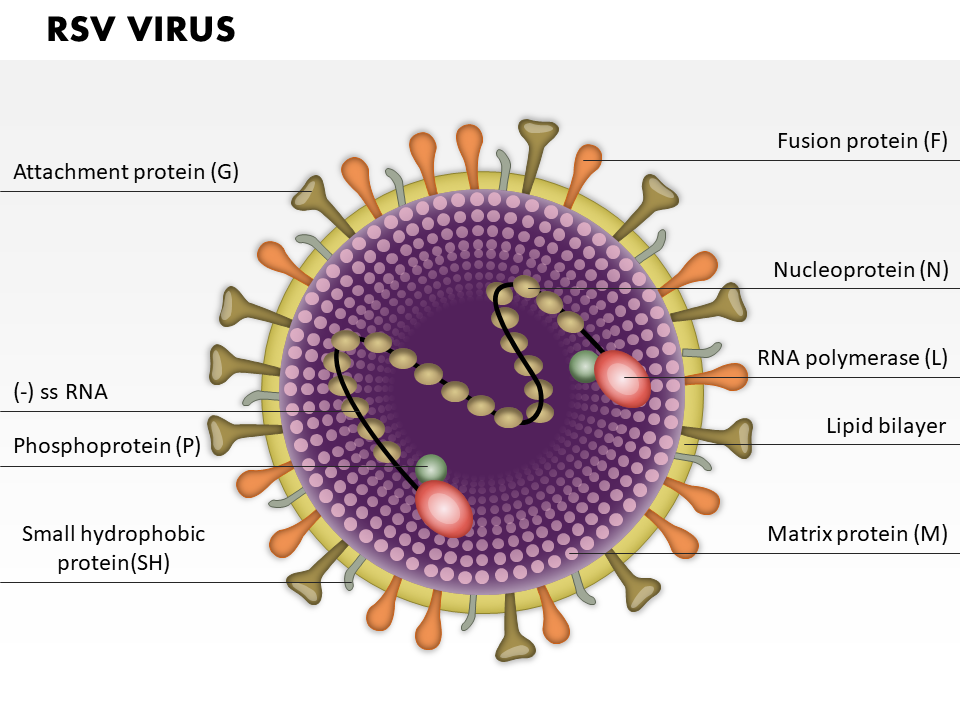 RSV Virus Medical Images For PowerPoint