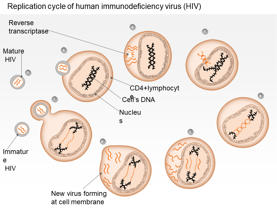 Replication Cycle Of Human Immunodeficiency Virus HIV 
