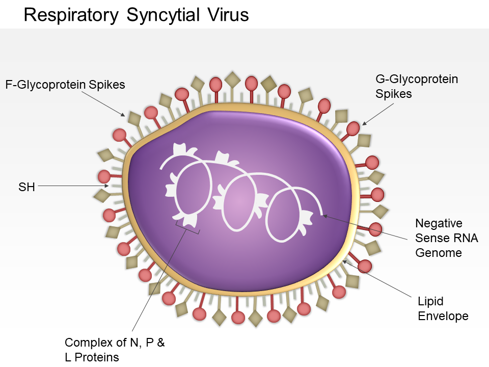 Respiratory Syncytial Virus Medical Images For PowerPoint
