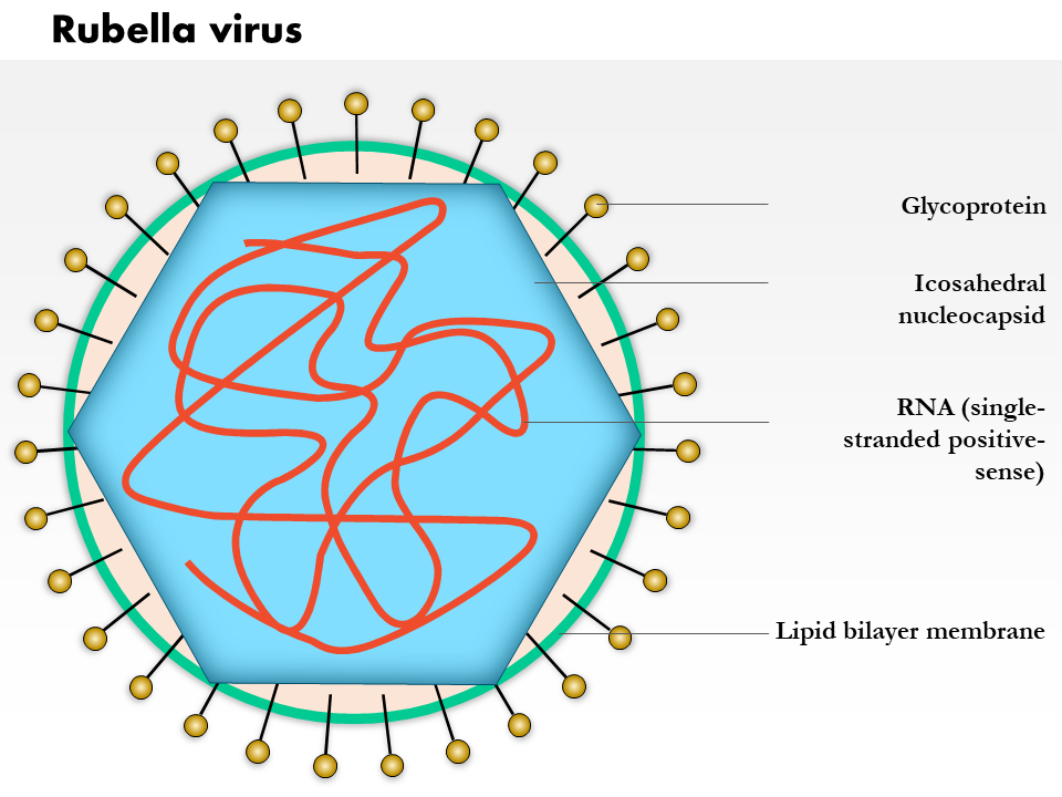 Rubella Virus Medical Images For PowerPoint