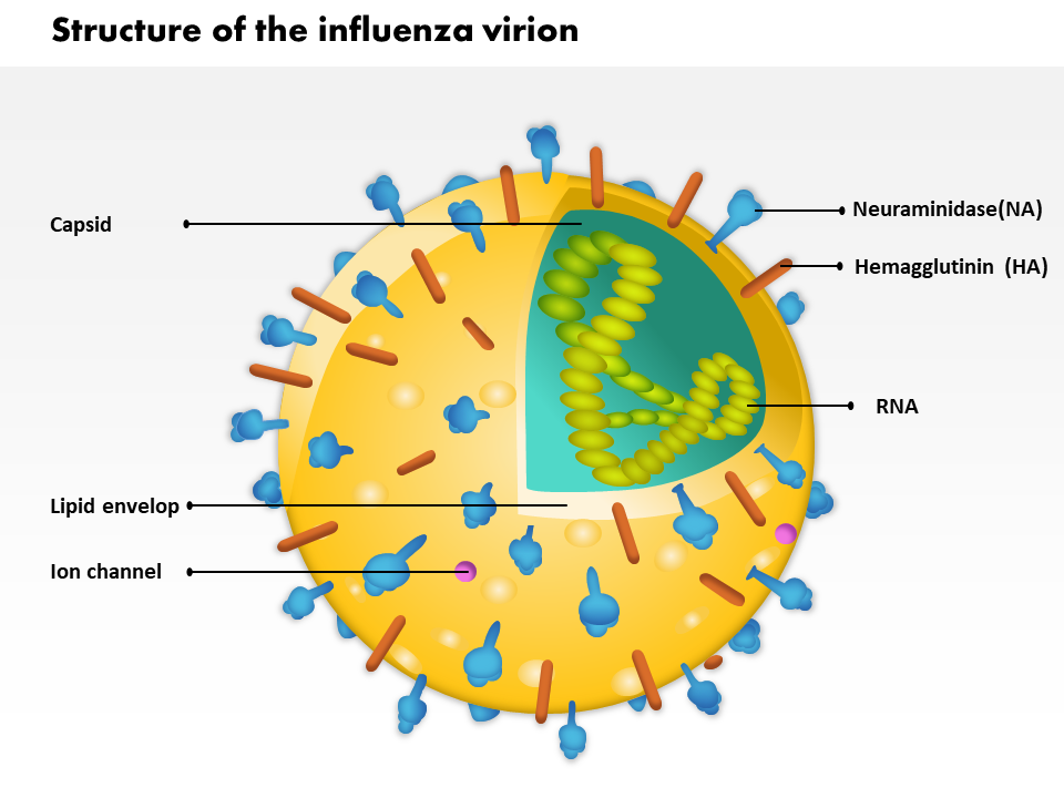 Structure Of The Influenza Virion 