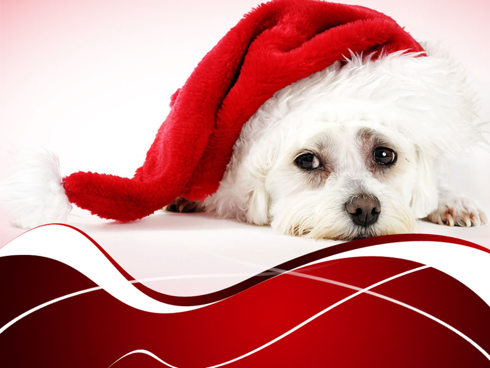 Christmas Pooch Holidays PowerPoint Templates And PowerPoint Background