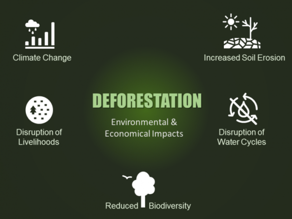 Impacto do desmatamento no meio ambiente