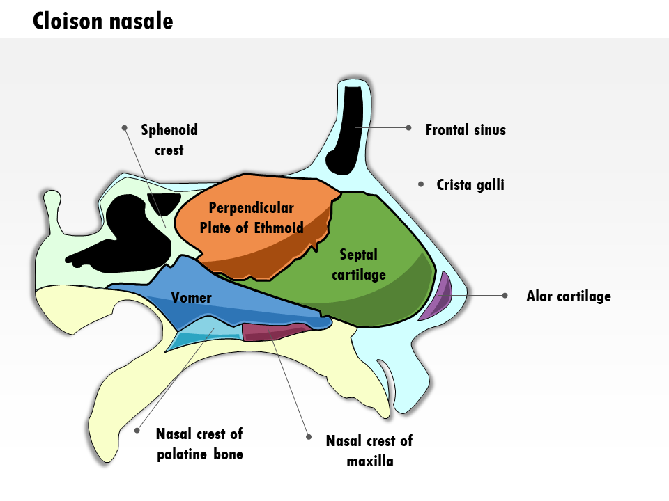 Cloison nasale