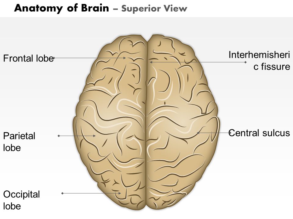 0514 anatomy of brain superior view medical images for powerpoint
