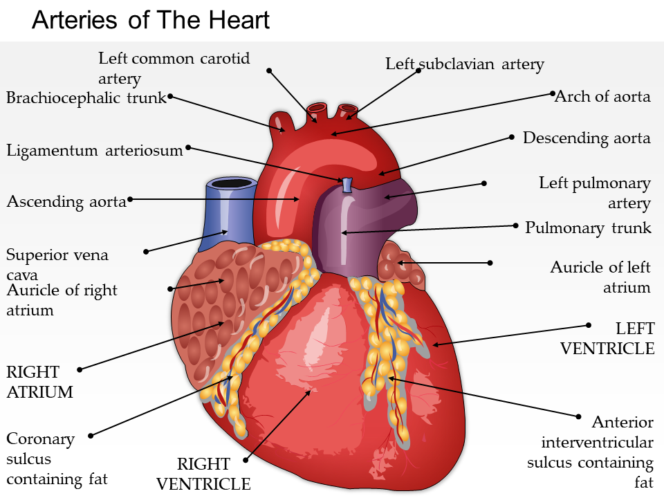 0514 arteries of the heart medical images for powerpoint