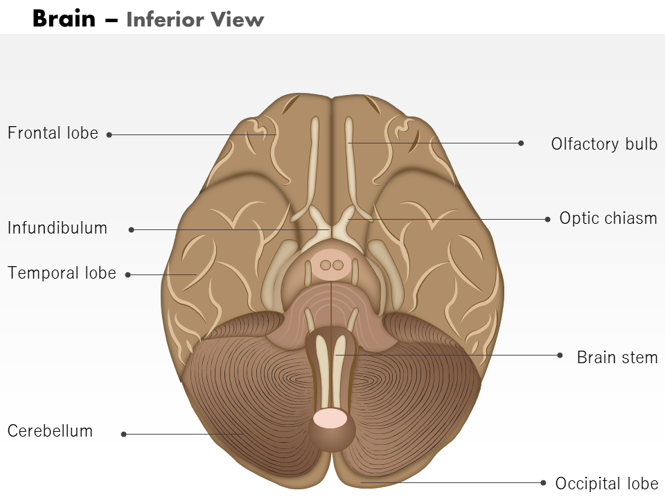 0514 brain inferior view medical images for powerpoint