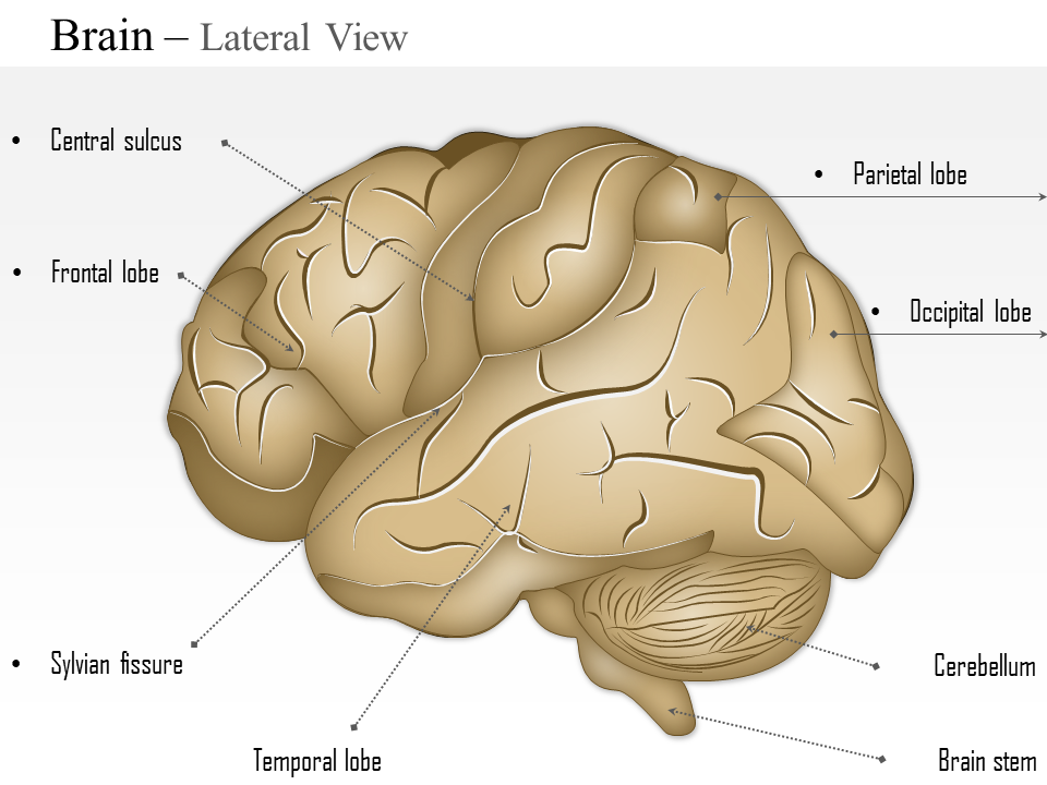 0514 brain lateral view medical images for powerpoint