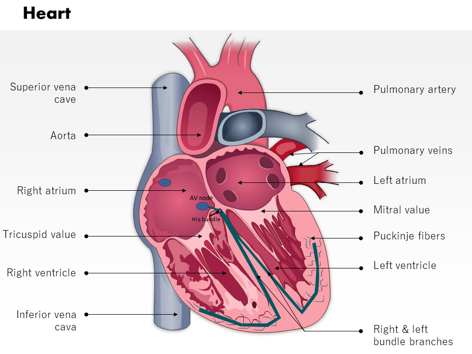 0514 heart anatomy medical images for powerpoint