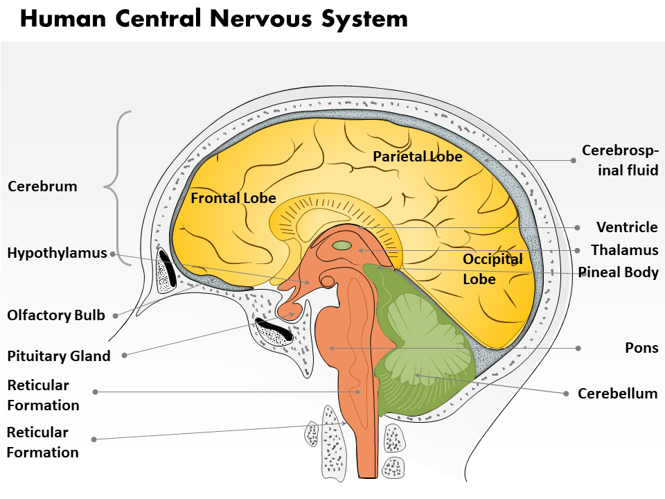 0514 human central nervous system medical images for powerpoint