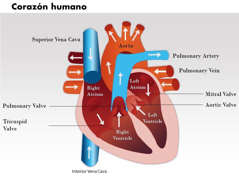 0514 imagenes medicas del corazon humano para powerpoint 2 0514 imagenes medicas del corazon humano para powerpoint 2