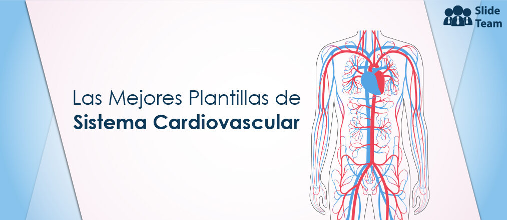 Asuntos Del Sistema Cardiovascular: Top 8 Plantillas Para Conocer Su Misterio
