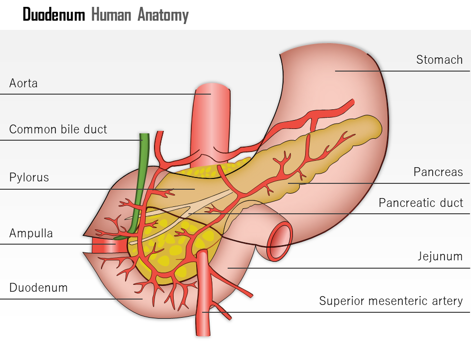 0514 duodenum human anatomy medical images for powerpoint