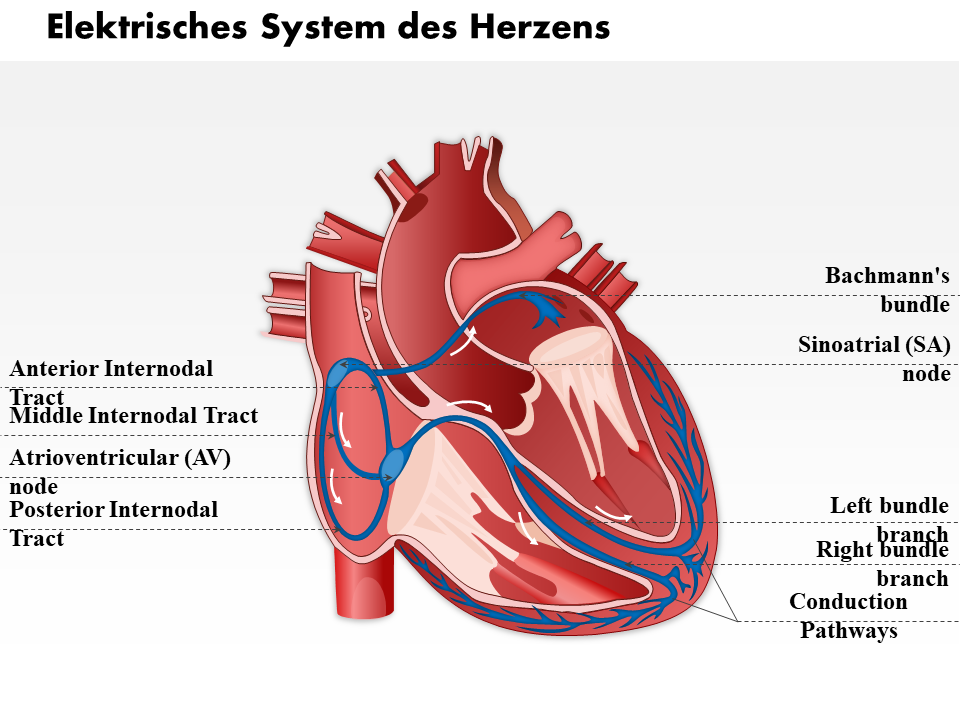 0514 elektrisches System des Herzens medizinische Bilder für Powerpoint