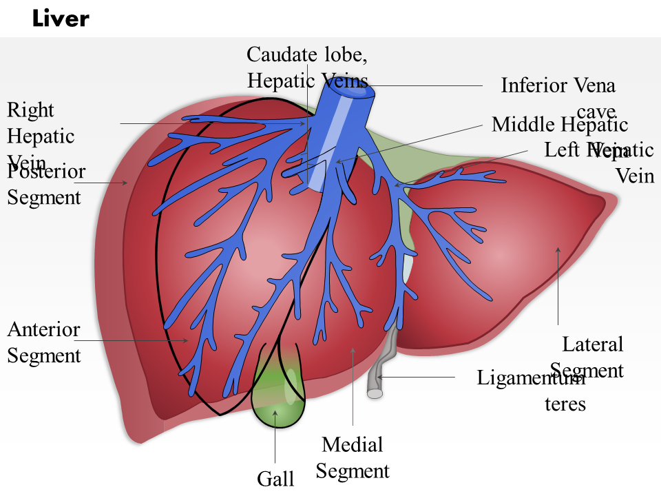 0514 liver medical images for powerpoint 0514 liver medical images for powerpoint