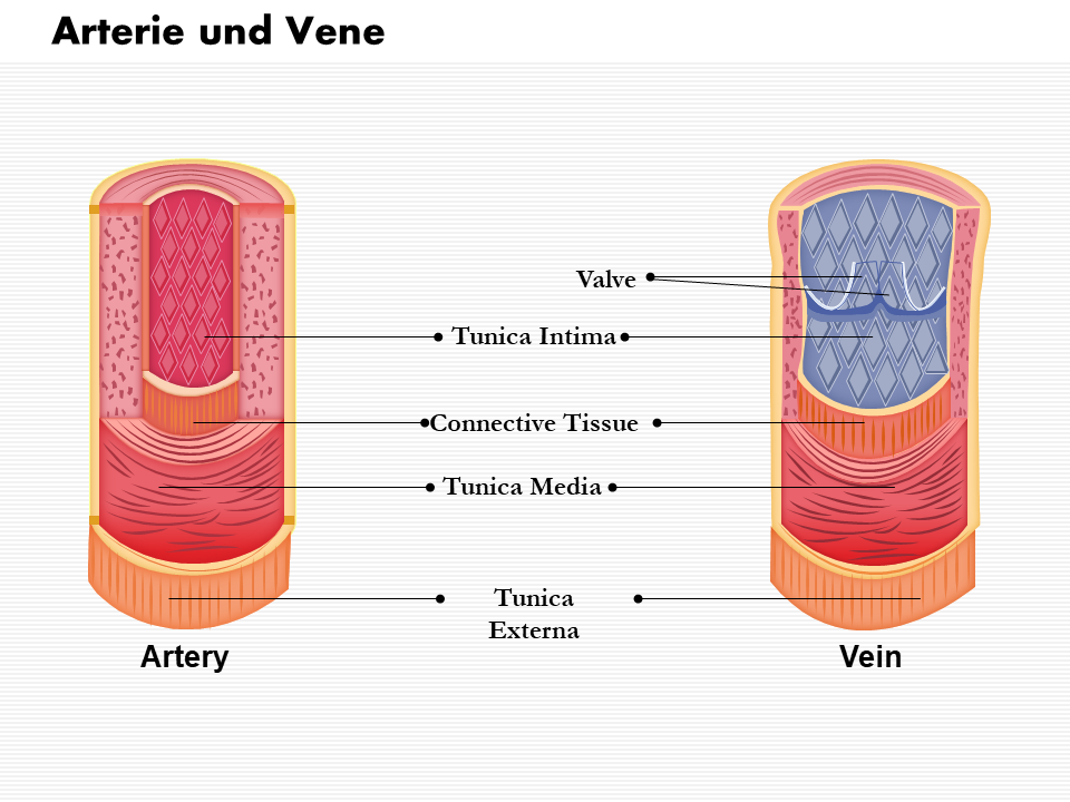 0814 Diagramm von medizinischen Arterien- und Venenbildern für Powerpoint