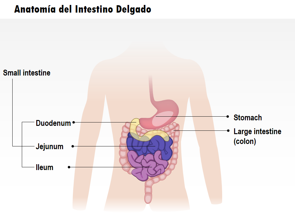 Anatom&iacute;a del Intestino Delgado 