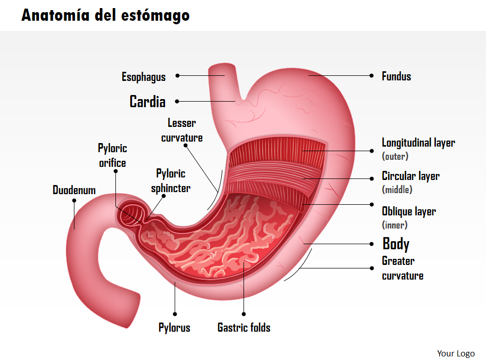 Anatom&iacute;a del est&oacute;mago 