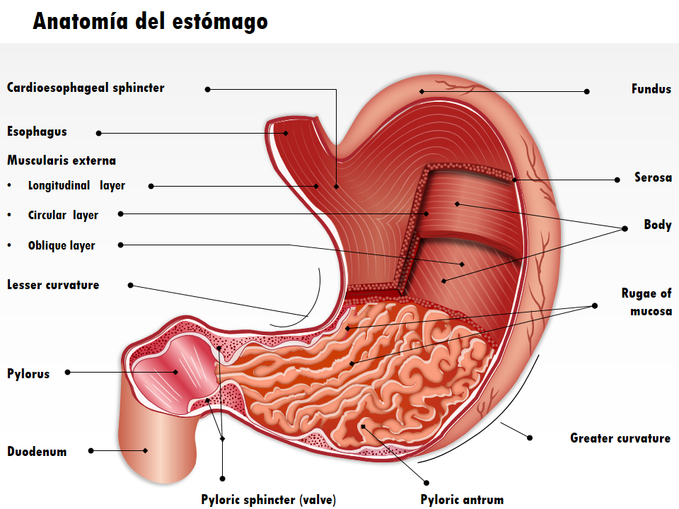 Anatom&iacute;a del est&oacute;mago 