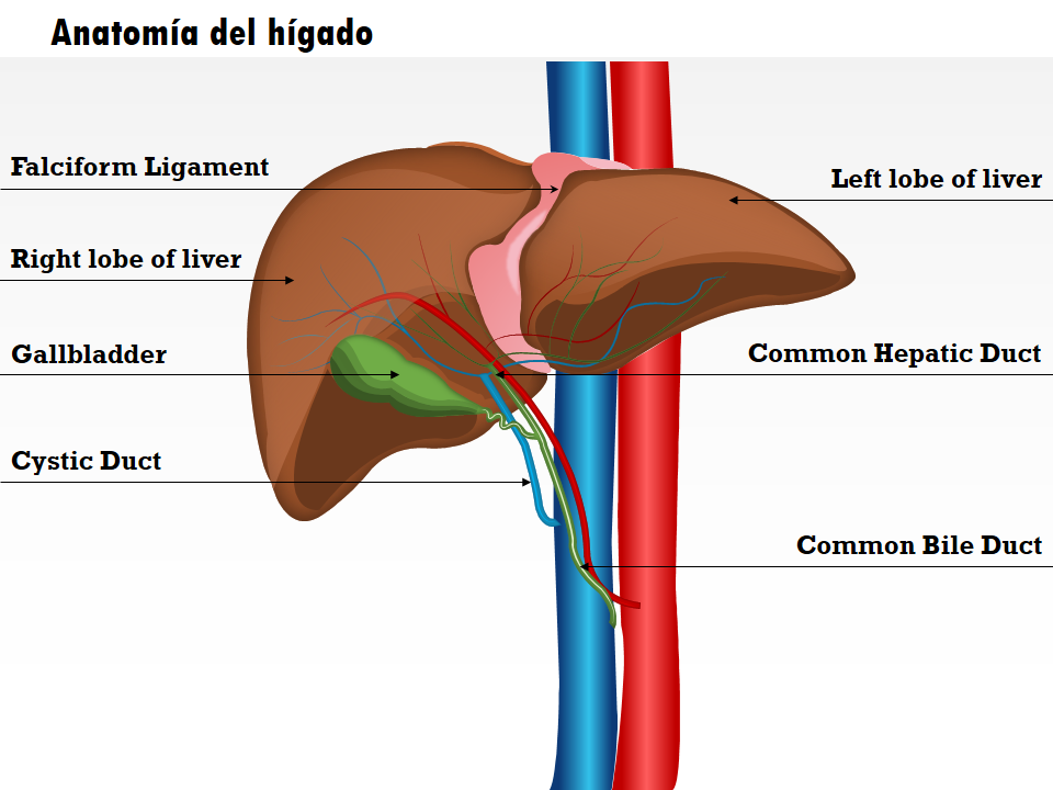 Anatom&iacute;a del h&iacute;gado 