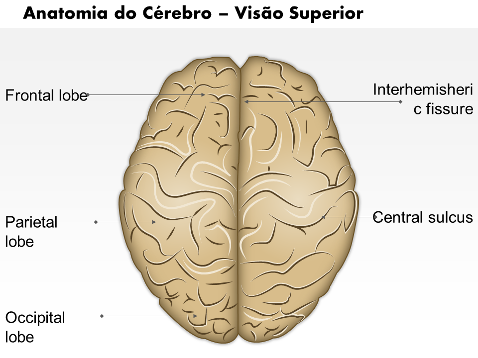 Anatomia do Cérebro – Visão Superior Anatomia do Cérebro – Visão Superior