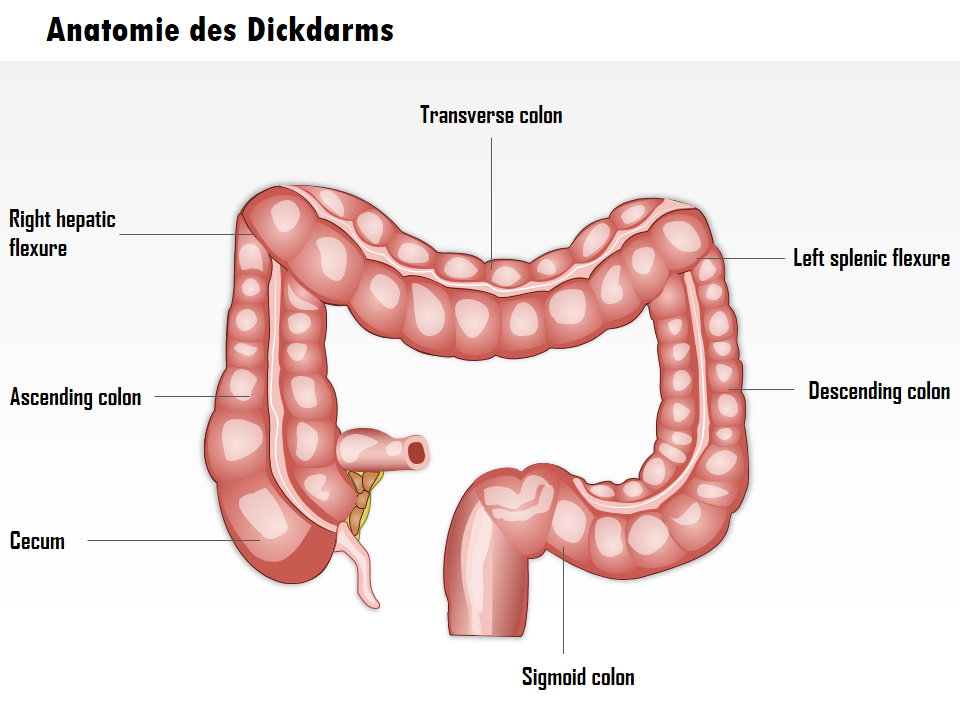 Anatomie des Dickdarms 