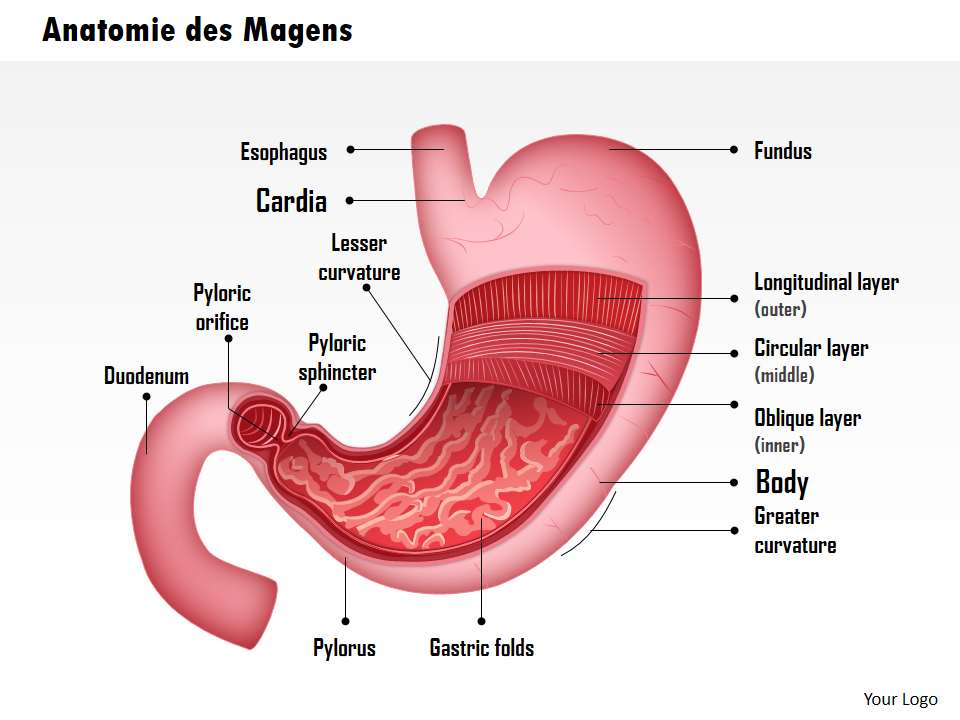 Anatomie des Magens 