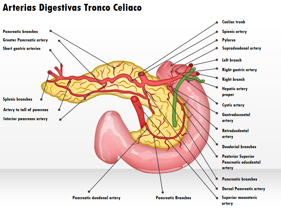 Arterias Digestivas Tronco Celiaco 