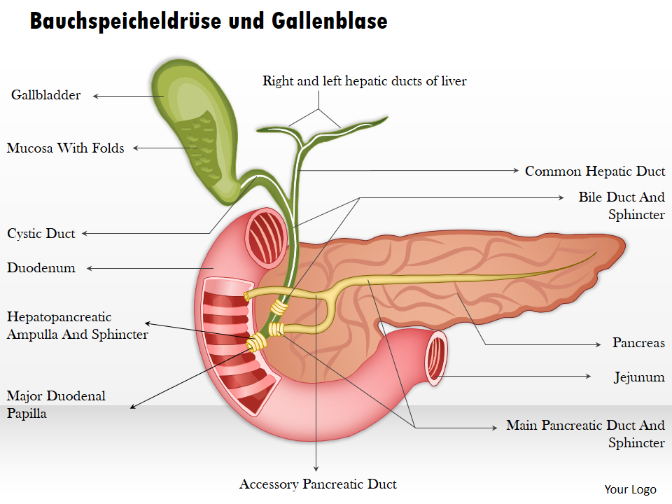 Bauchspeicheldrüse und Gallenblase 