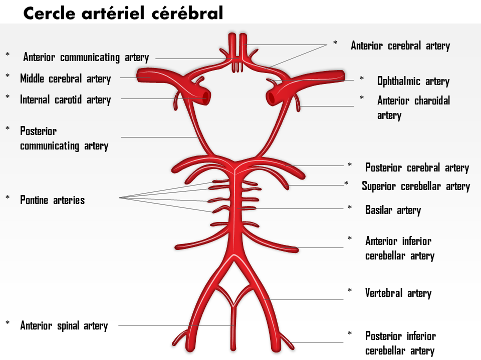 Cercle art&eacute;riel c&eacute;r&eacute;bral