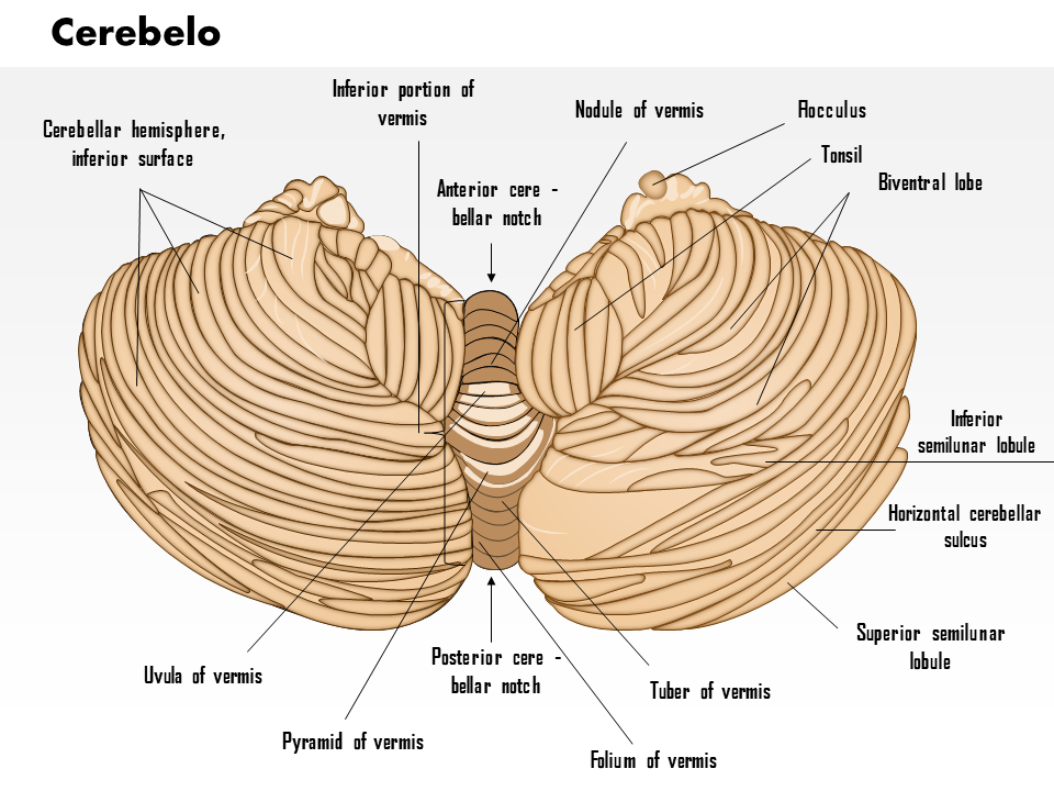Cerebelo Cerebelo