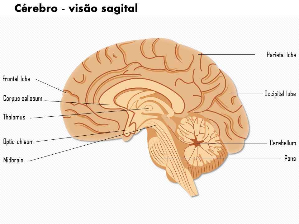 Cérebro - visão sagital Cérebro - visão sagital