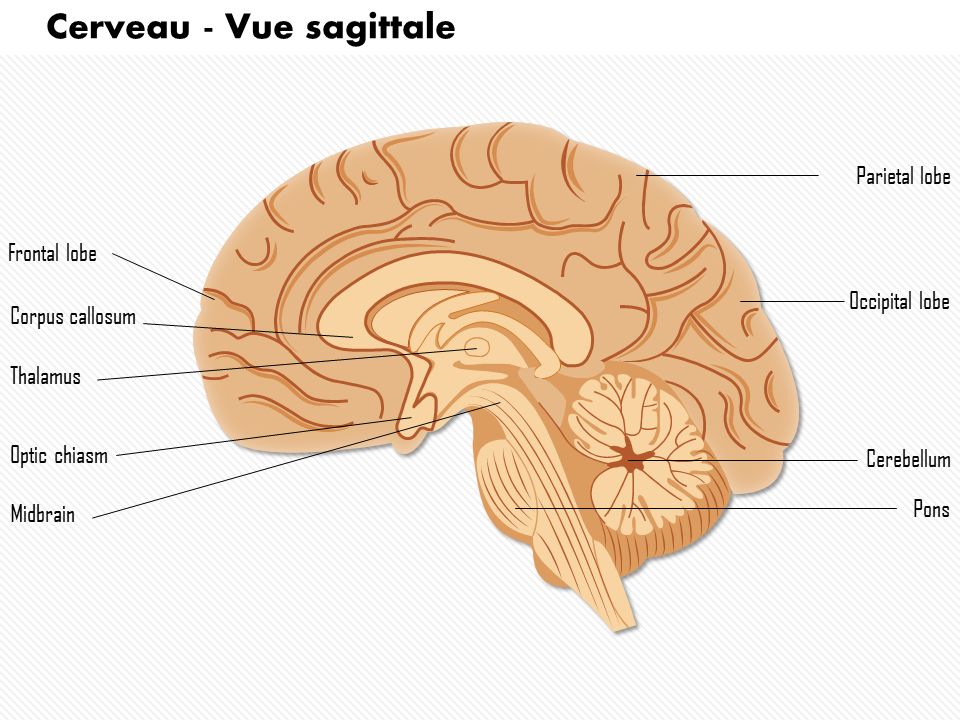 Cerveau - Vue sagittale