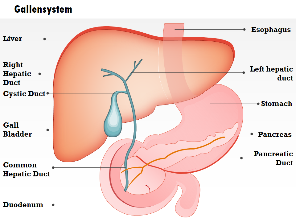 Gallensystem 