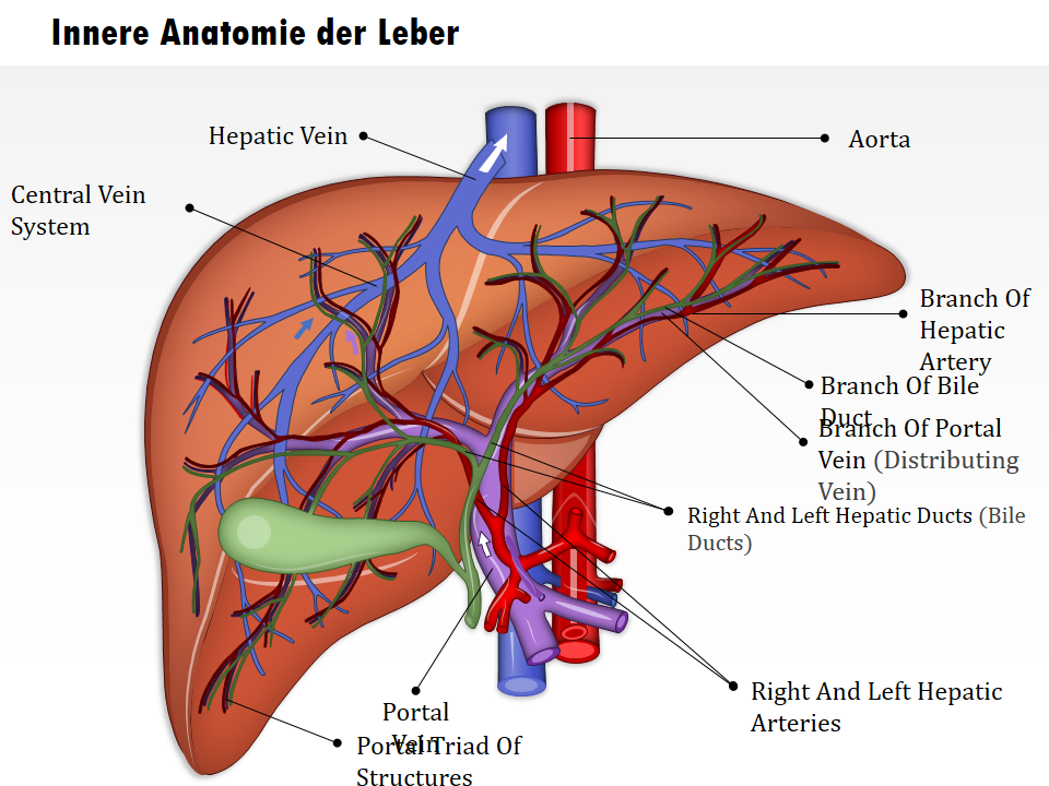 Innere Anatomie der Leber 