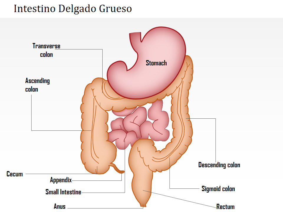 Intestino Delgado Grueso 