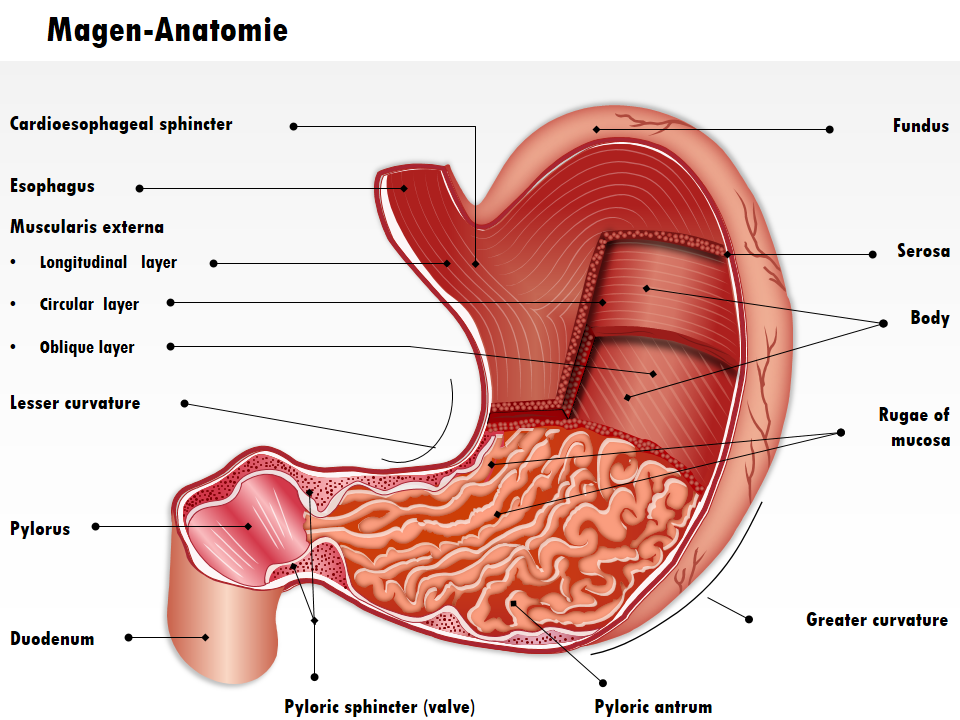 Magen-Anatomie 