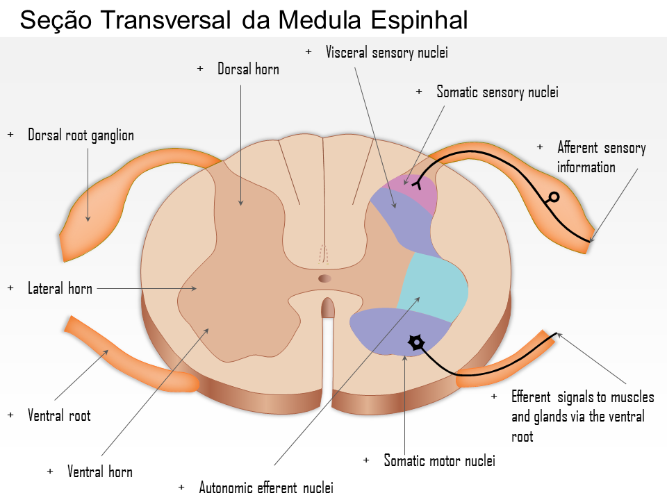 Seção Transversal da Medula Espinhal Seção Transversal da Medula Espinhal