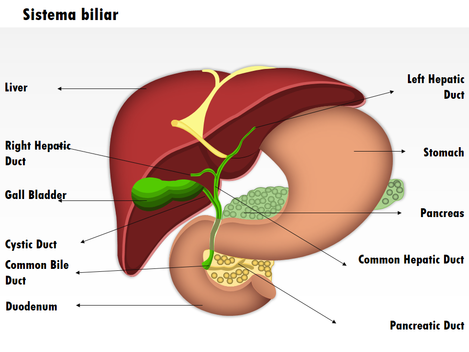 Sistema biliar 