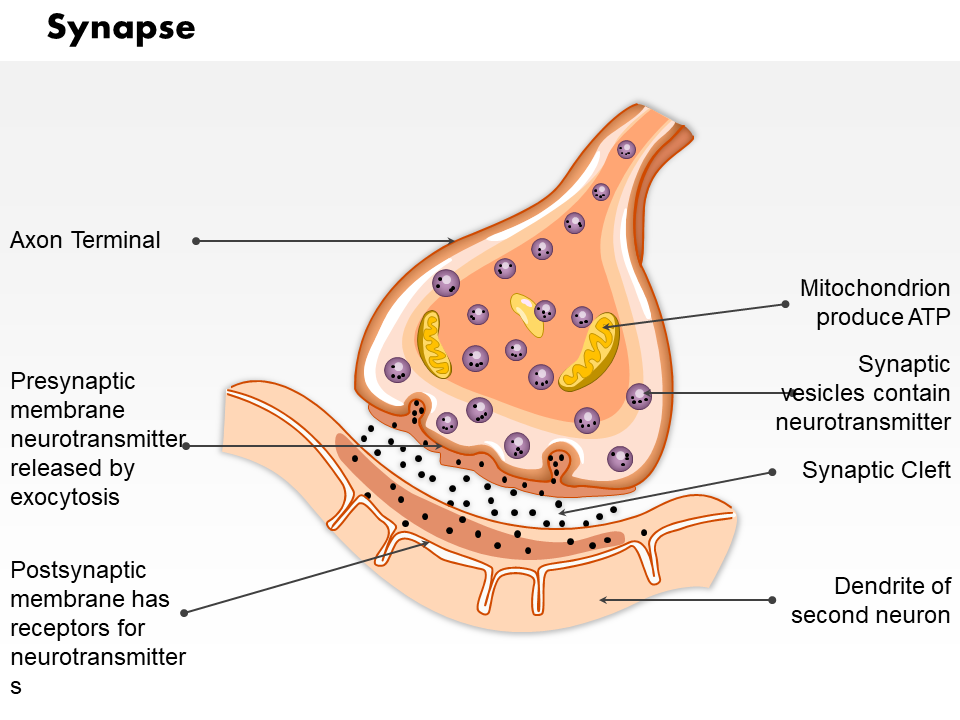 Synapse