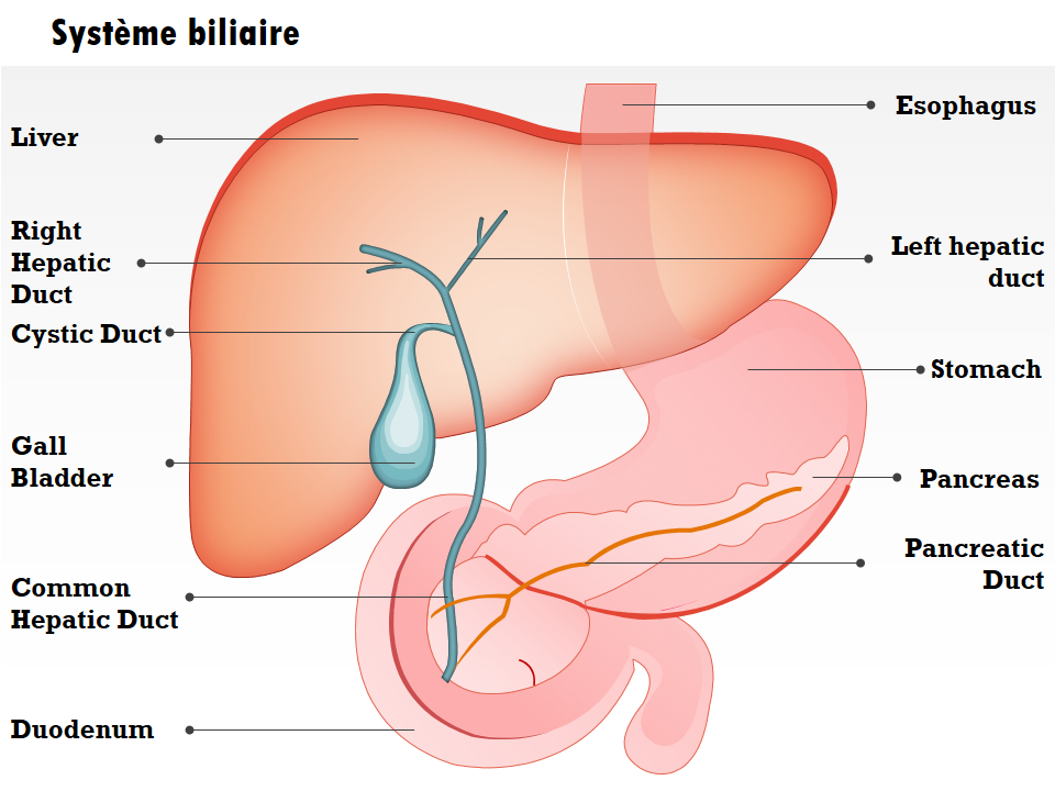 Système biliaire Système biliaire