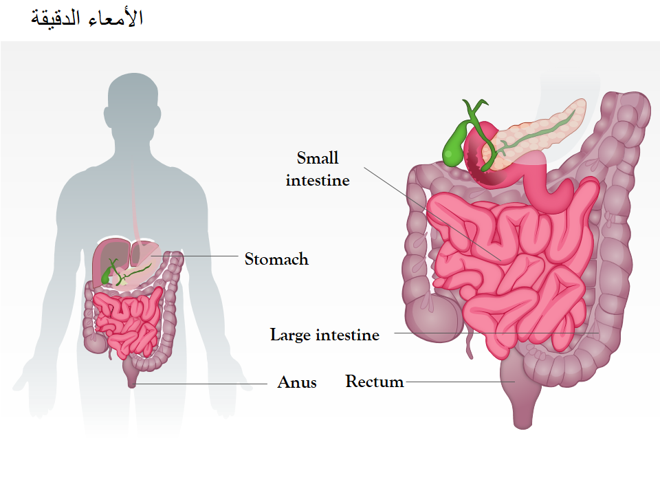 الأمعاء الدقيقة الأمعاء الدقيقة
