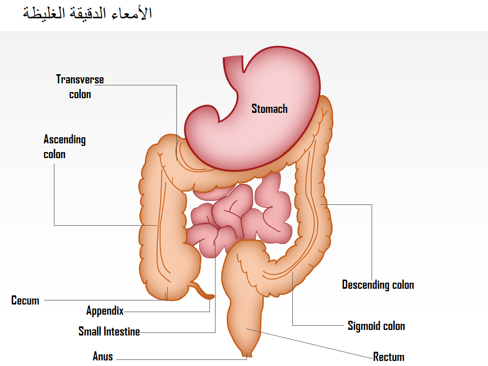 الأمعاء الدقيقة الغليظة الأمعاء الدقيقة الغليظة
