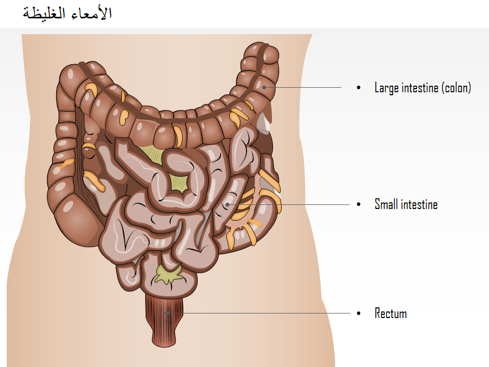 الأمعاء الغليظة الأمعاء الغليظة