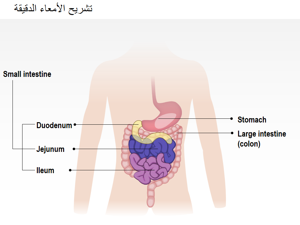 تشريح الأمعاء الدقيقة تشريح الأمعاء الدقيقة