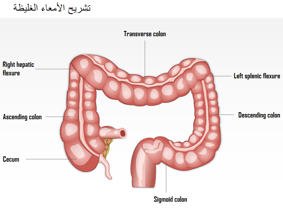 تشريح الأمعاء الغليظة تشريح الأمعاء الغليظة