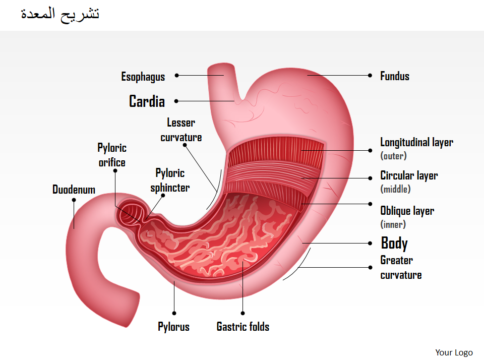 تشريح المعدة تشريح المعدة