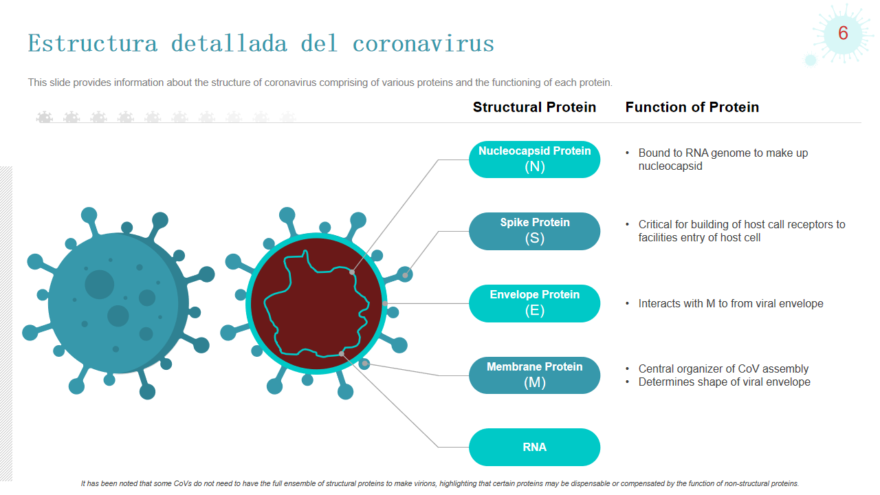 structura detallada del coronavirus structura detallada del coronavirus