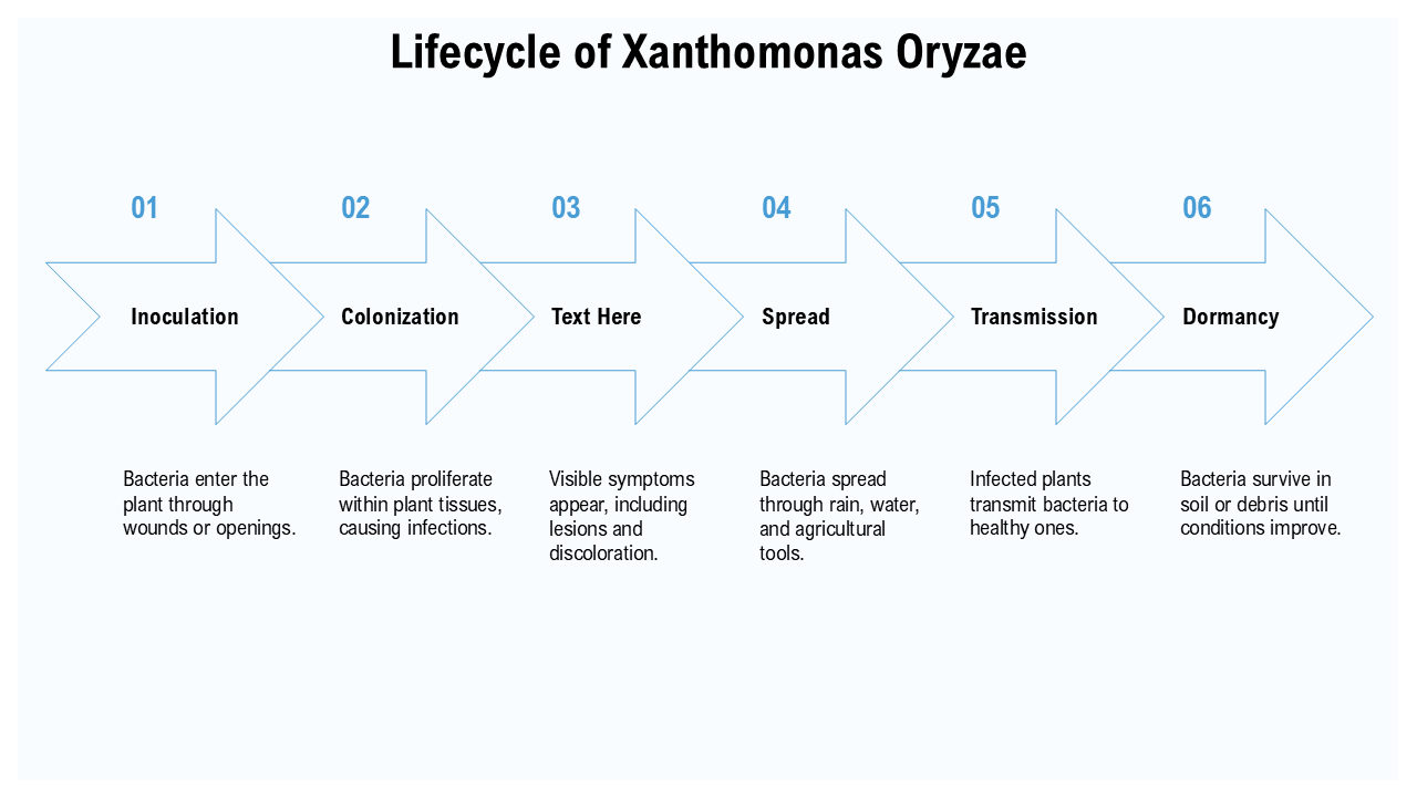Lifecycle of Xanthomonas Oryzae Lifecycle of Xanthomonas Oryzae