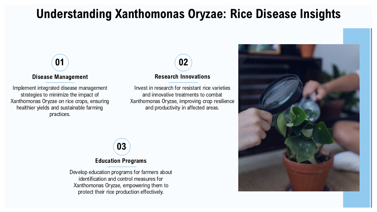 Understanding Xanthomonas Oryzae Rice Disease Insights Understanding Xanthomonas Oryzae Rice Disease Insights